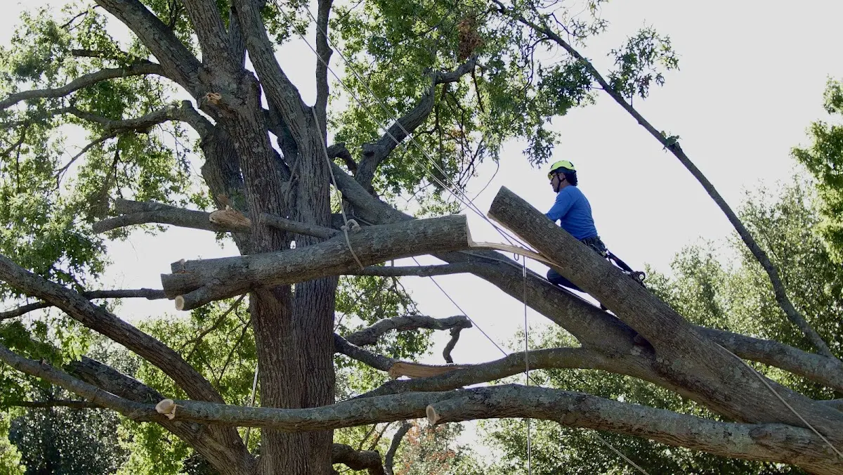 Professional Hazardous Tree Removal performed by certified arborists in Ettrick